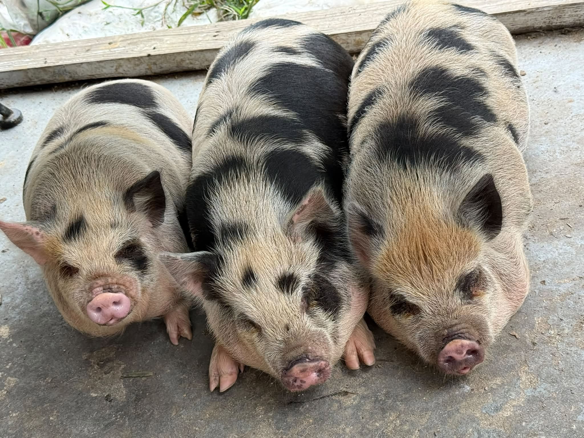 Three young piglets together at Harper Farm.